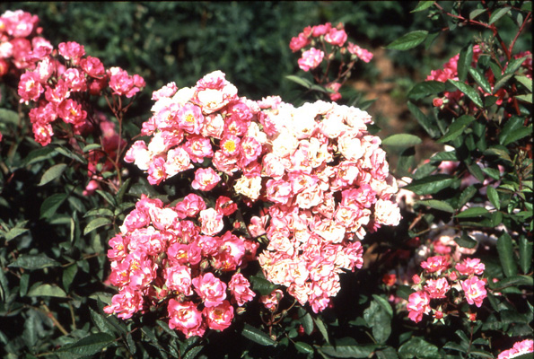 syiny flowers bely Marblo