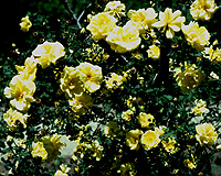 One Annual Flowering Zones 3 9 A Native Of Asia And Member Large Family Yellow Species Roses The Flowers Are Brilliant